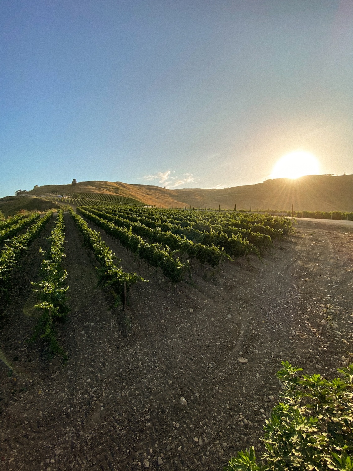 I Vini di Tonnino - Vigne al sole