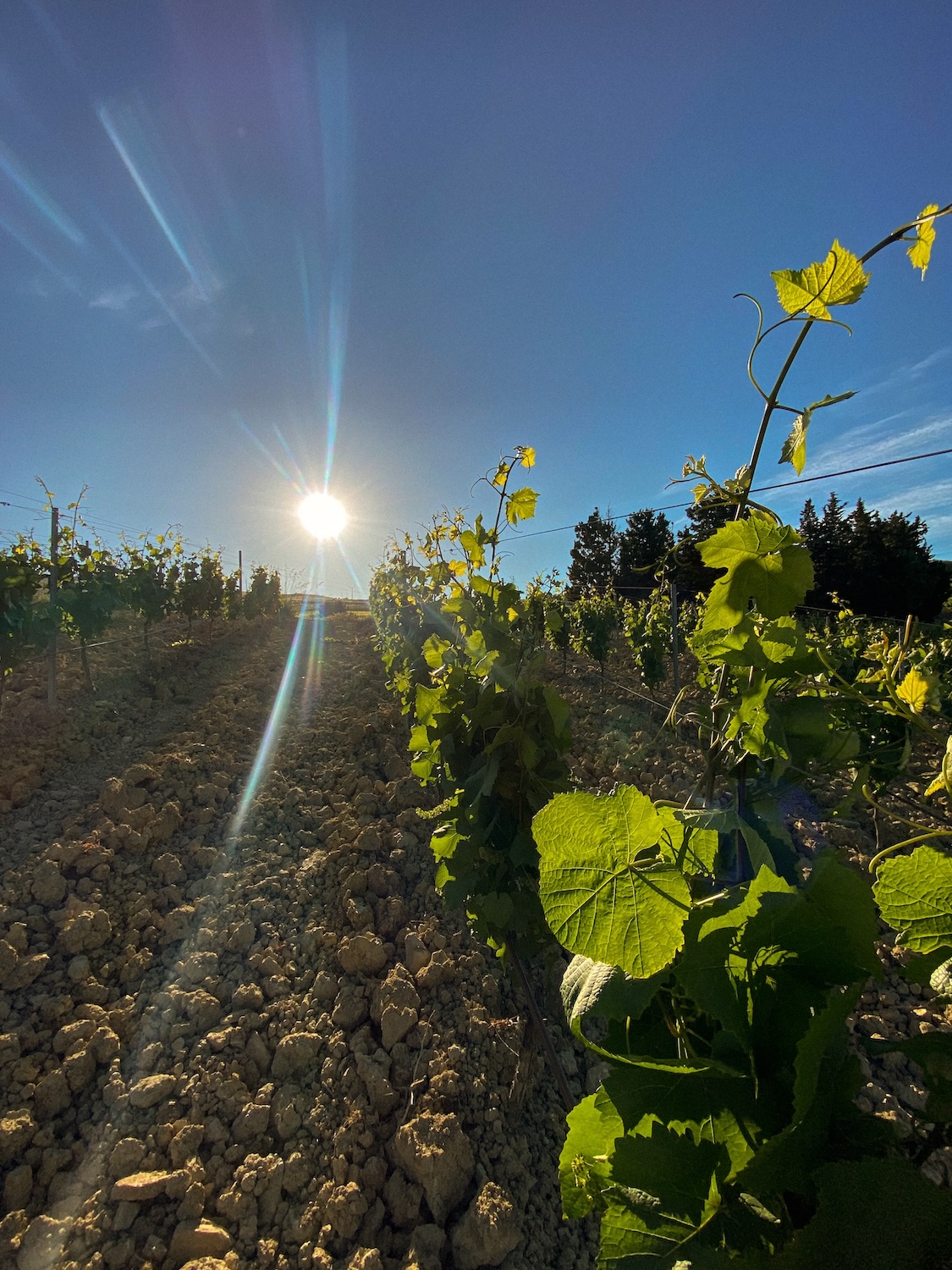 I Vini Di Tonnino - Vigne foglie al sole